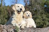 GOLDEN RETRIEVER 554